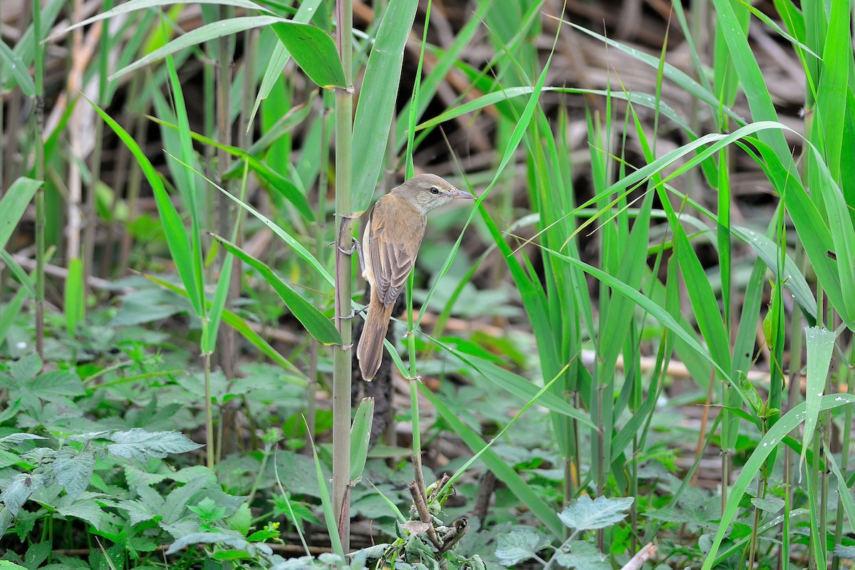 Oriental Reed Warbler - Weber Tsai