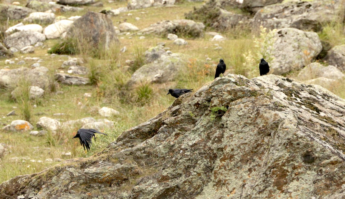 Common Raven - Suresh  Rana