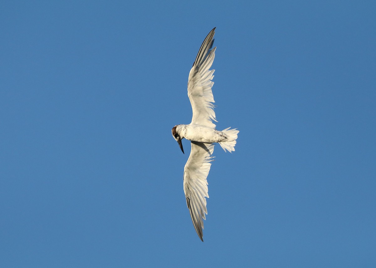 Little Tern - Ged Tranter