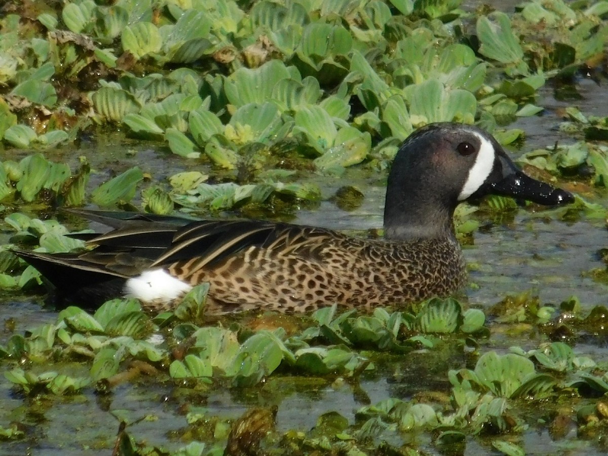 Blue-winged Teal - ML87804291