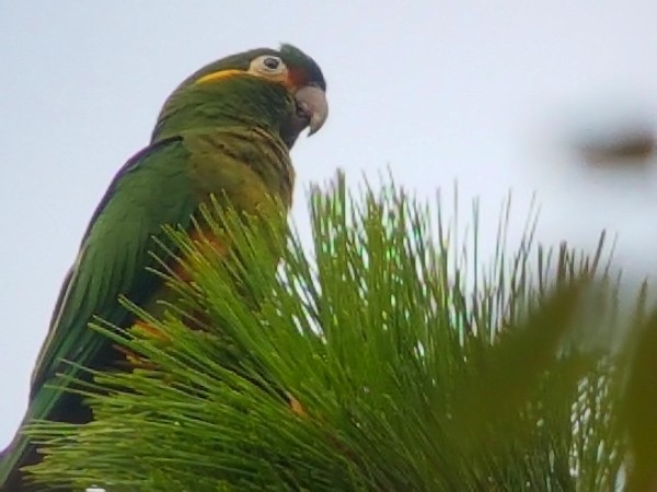 Golden-plumed Parakeet - Rick Robinson