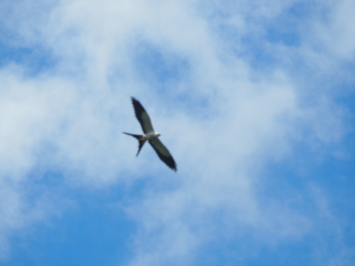 Swallow-tailed Kite - Bob Brereton