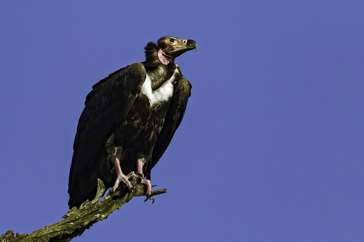 Red-headed Vulture - Kavi Nanda