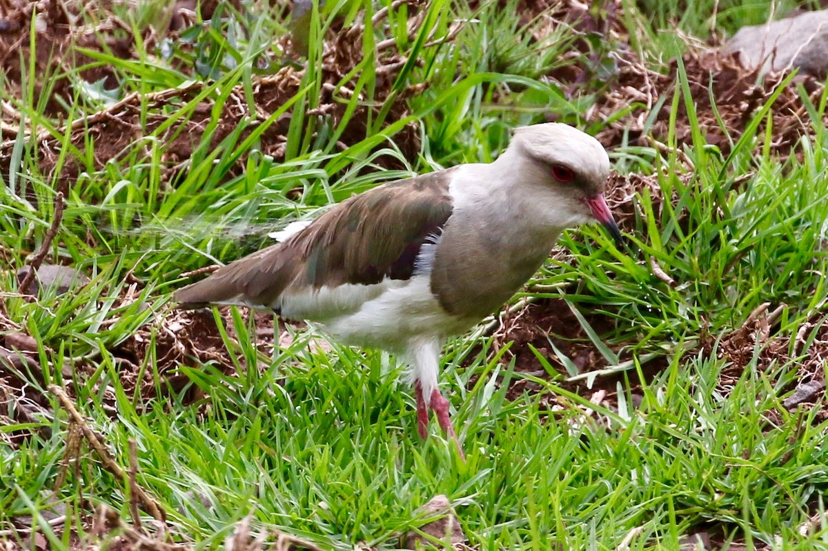 Andean Lapwing - ML87807461