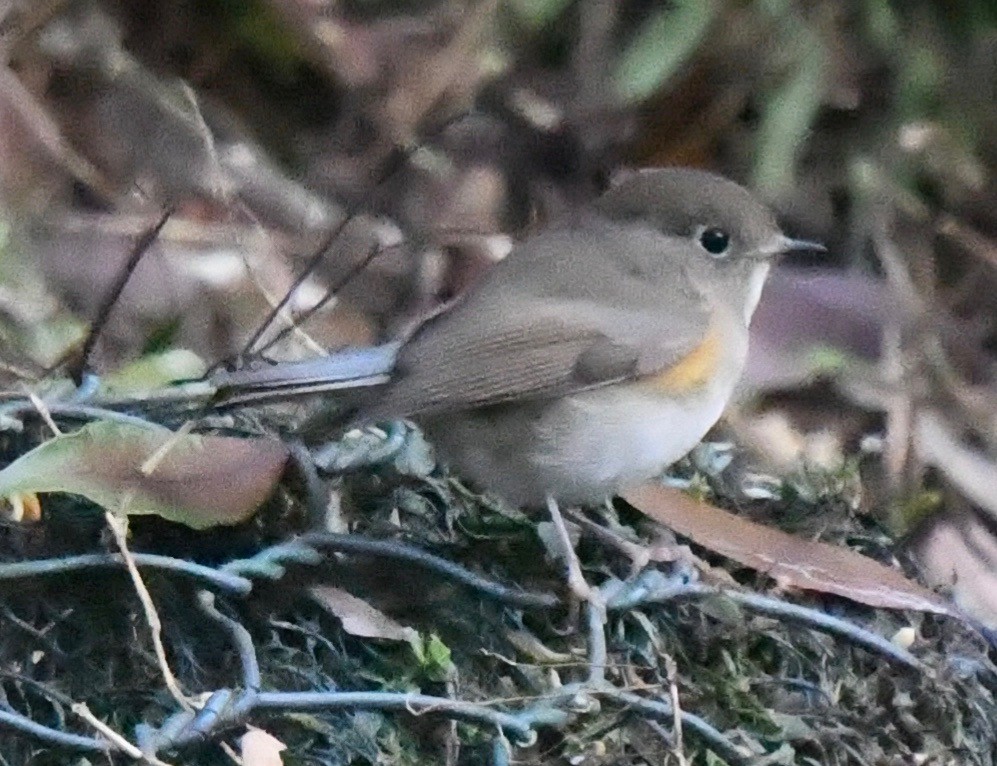 Red-flanked Bluetail - ML87808611