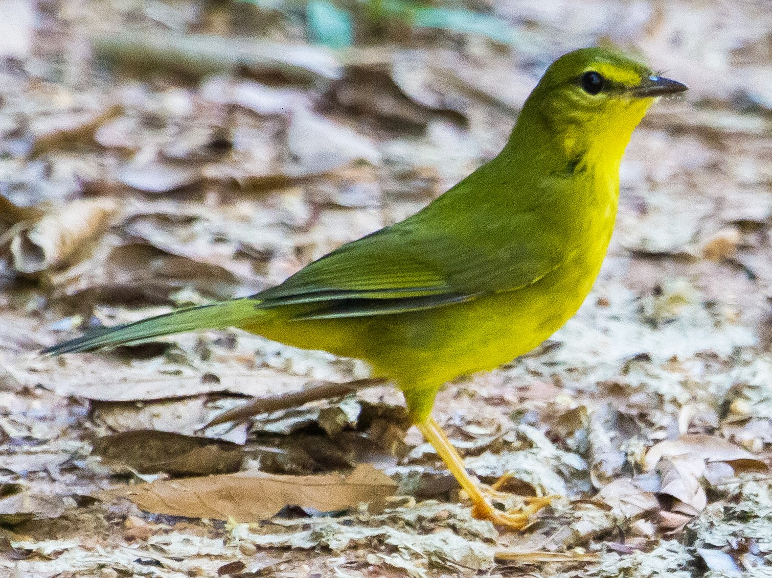 ウグイスアメリカムシクイ Ebird