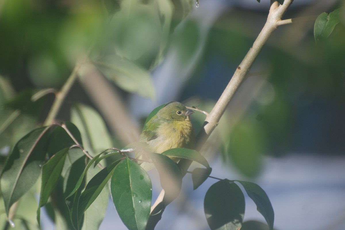 Painted Bunting - ML87810661