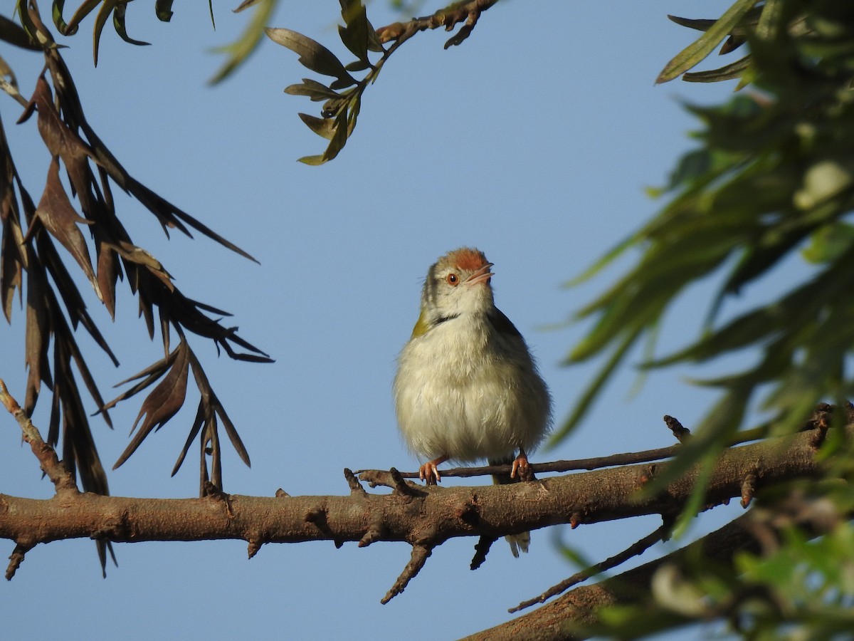 Common Tailorbird - Sitendu Goswami