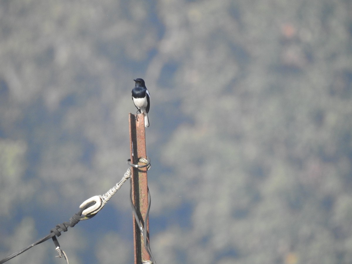 Oriental Magpie-Robin - Sitendu Goswami