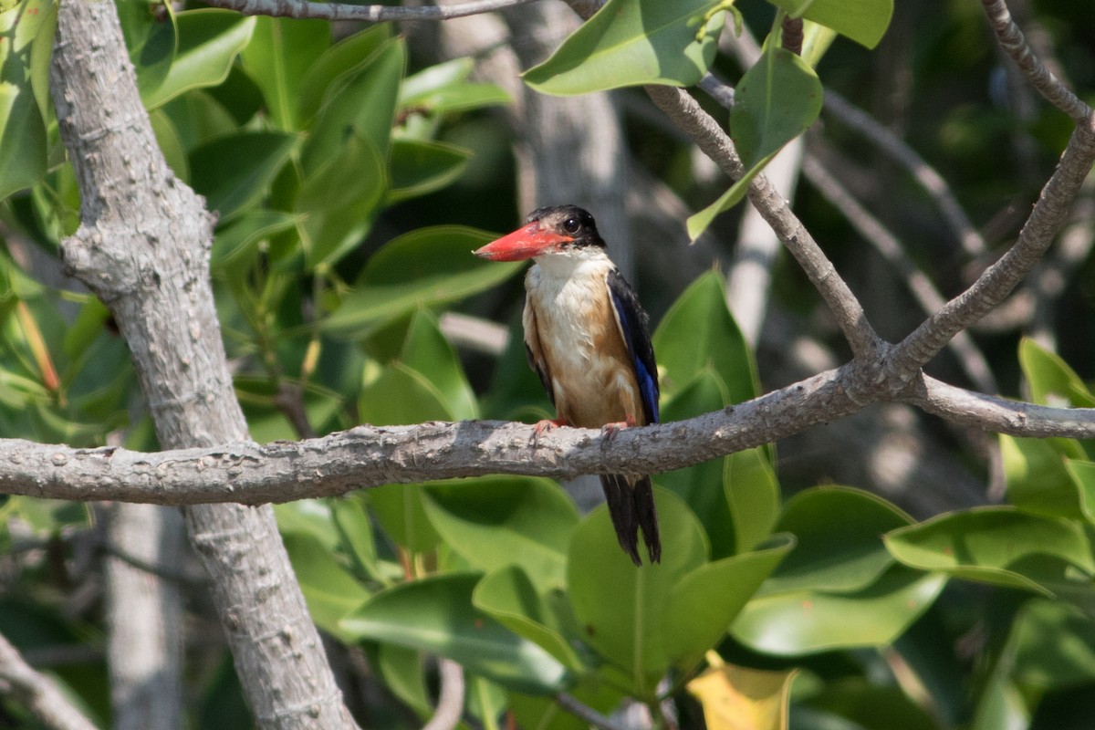 Black-capped Kingfisher - Lucas Bobay