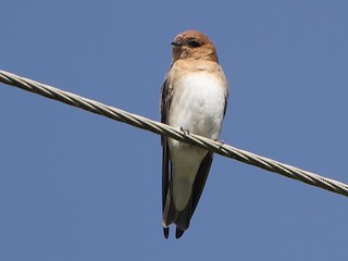 ツバメページ 雑種 ツバメ x サンショクツバメ - eBird