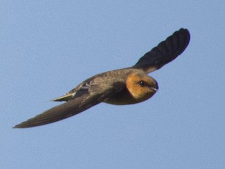 キツネツバメ - eBird