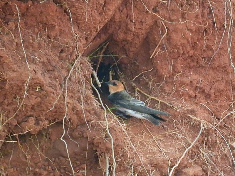 Tawny-headed Swallow - Luis Recalde