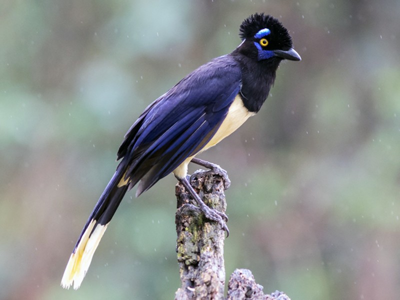 Plυsh-crested Jay - eBird