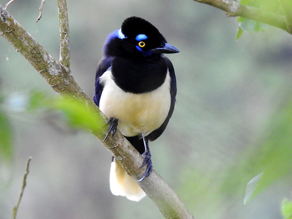 The Striking Beauty of the Plush-Crested Jay: A Marvel of Unique Elegance