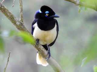 magpie plush