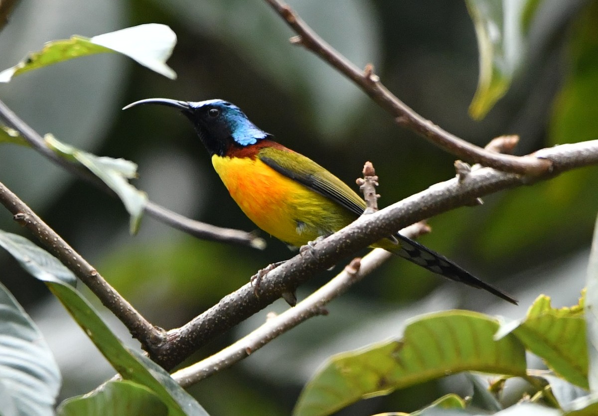 Green-tailed Sunbird - Vinoba Anand