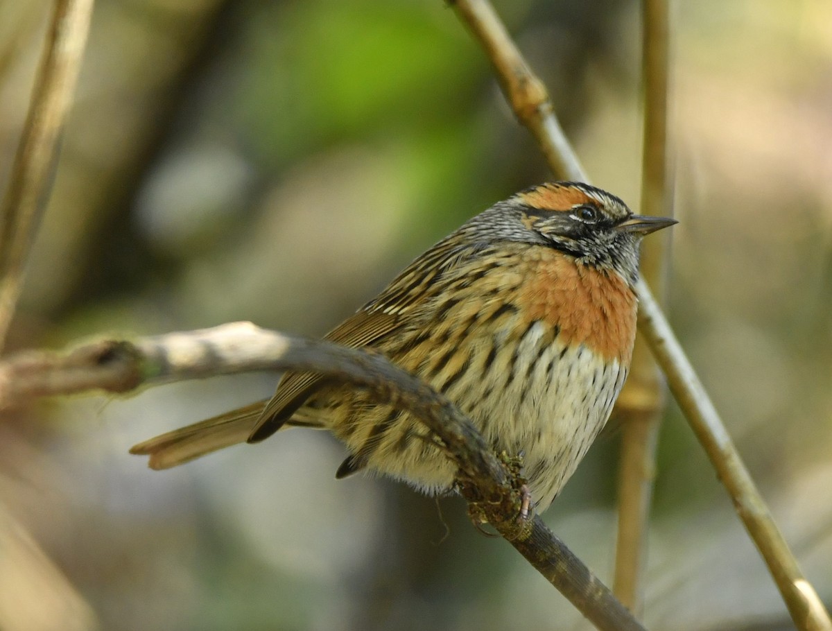 Rufous-breasted Accentor - Vinoba Anand