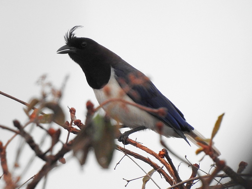 Curl-crested Jay - Richard Garrigues