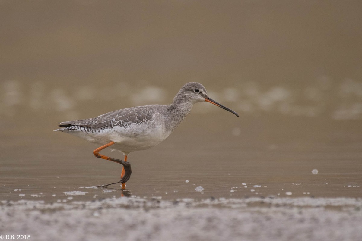 Spotted Redshank - ML87814861