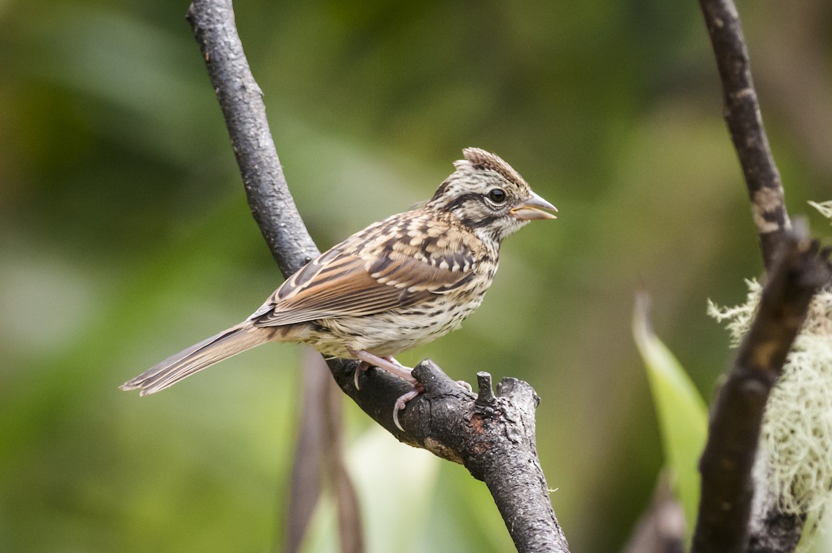 Rufous-collared Sparrow - Claudia Brasileiro