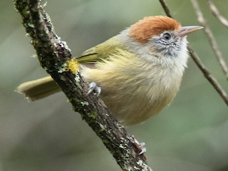  - Gray-eyed Greenlet