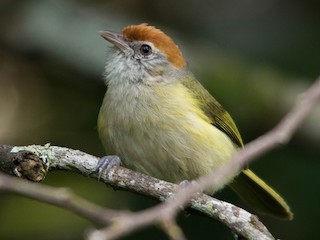  - Gray-eyed Greenlet