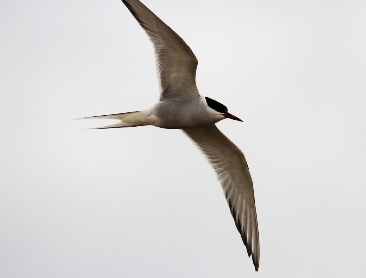 Arctic Tern - Bill Maynard