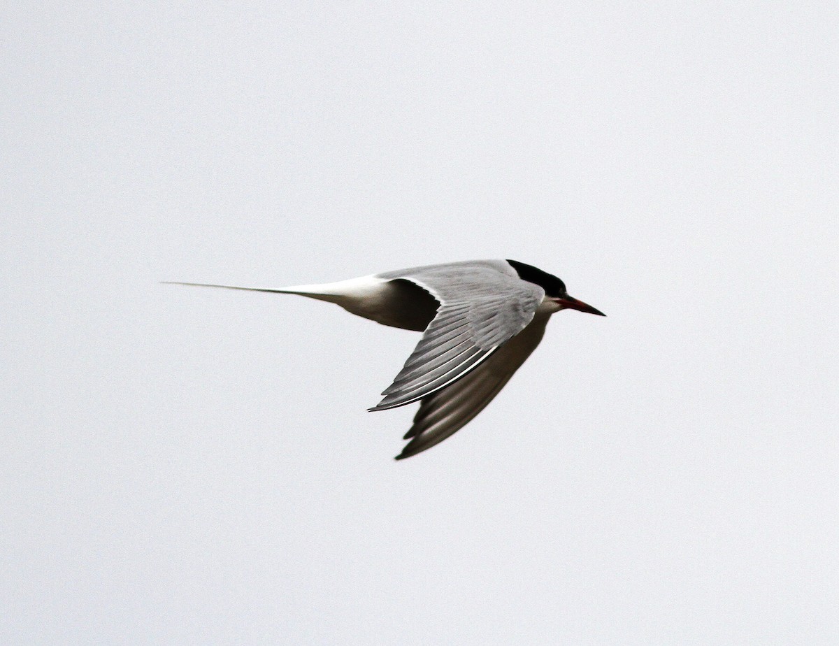 Arctic Tern - Bill Maynard