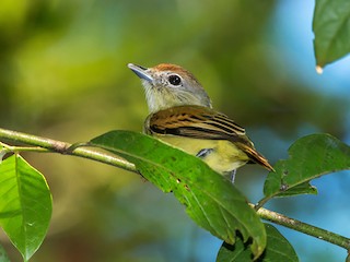 Black-capped Becard - eBird