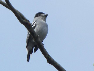 Black-capped Becard - eBird