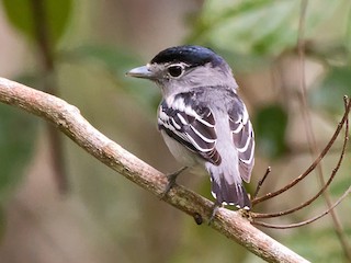 Black-capped Becard - eBird