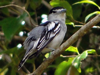 Black-capped Becard - eBird