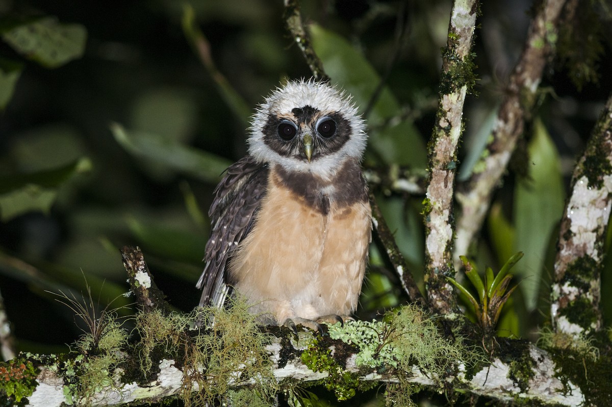 Tawny-browed Owl - Claudia Brasileiro