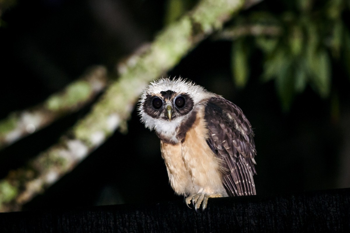 Tawny-browed Owl - ML87821711