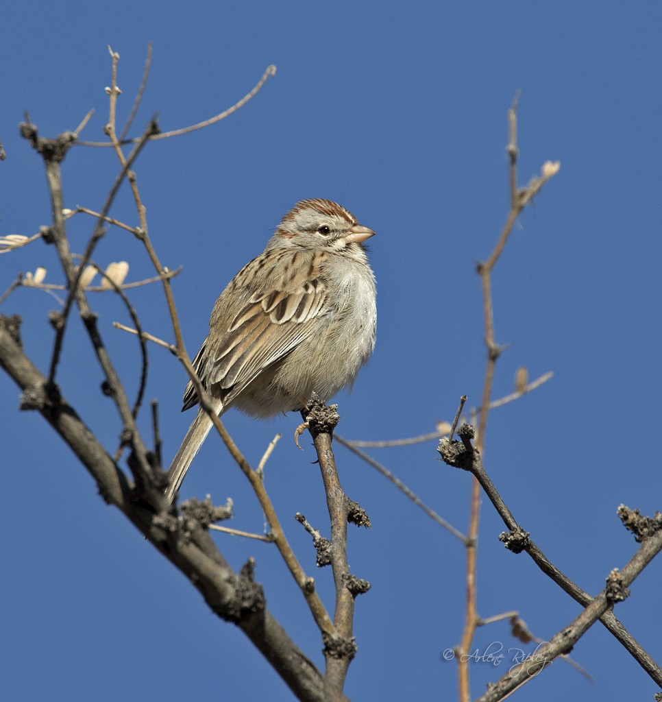 Rufous-winged Sparrow - ML87822091