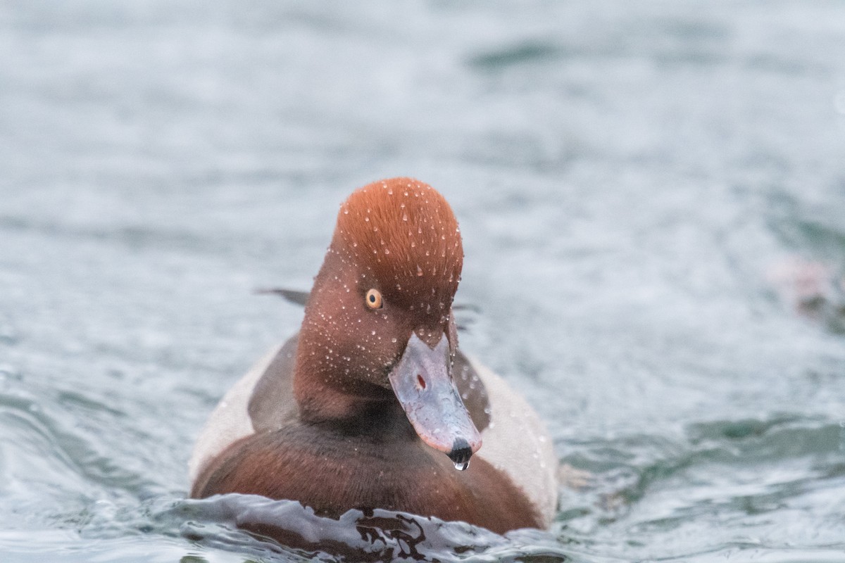 Red-crested Pochard x Ferruginous Duck (hybrid) - Raphaël Nussbaumer