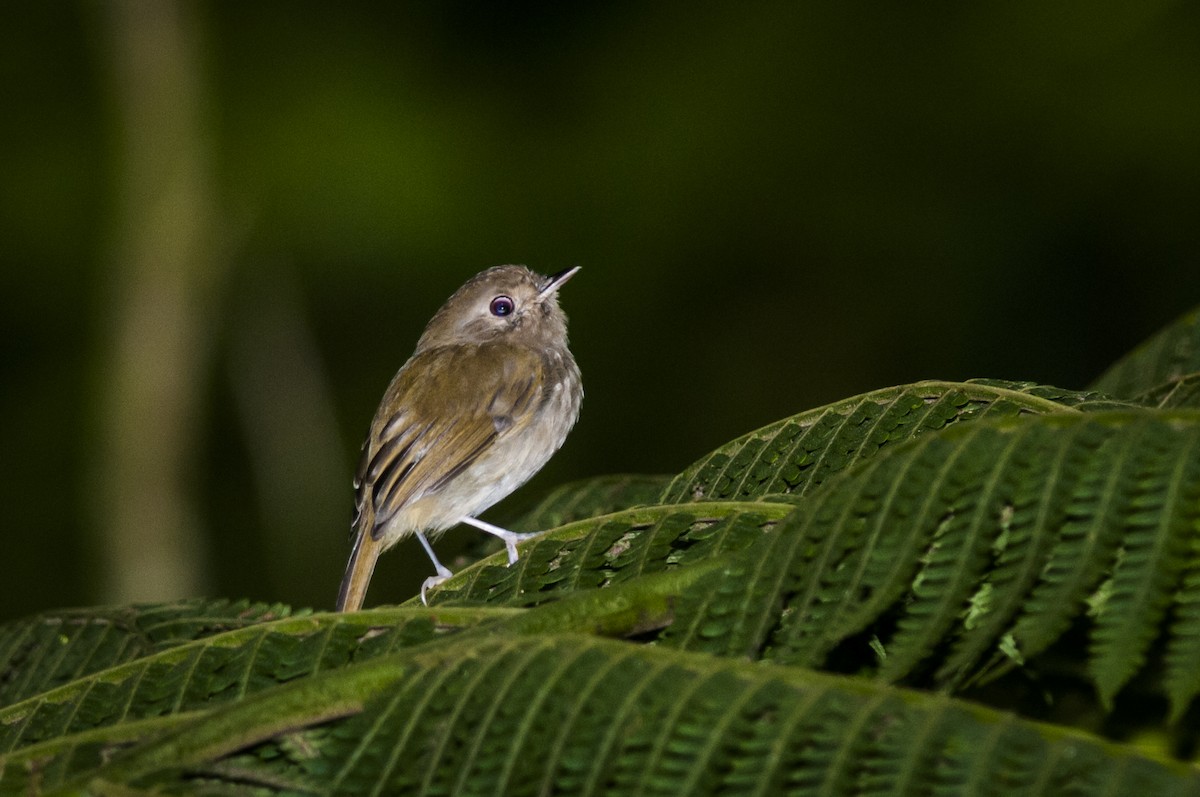 Brown-breasted Pygmy-Tyrant - ML87822491