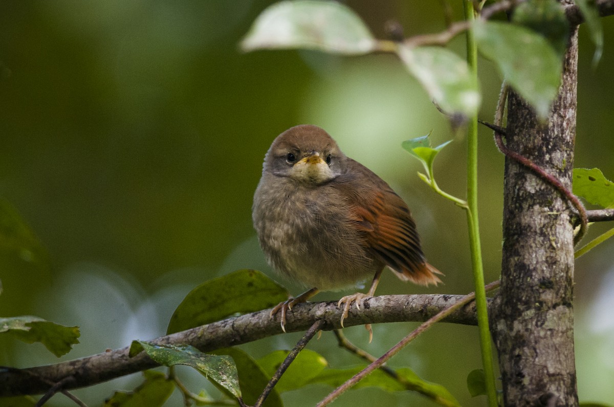 Rufous-capped Spinetail - ML87823611
