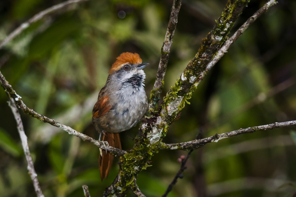 Rufous-capped Spinetail - ML87823691
