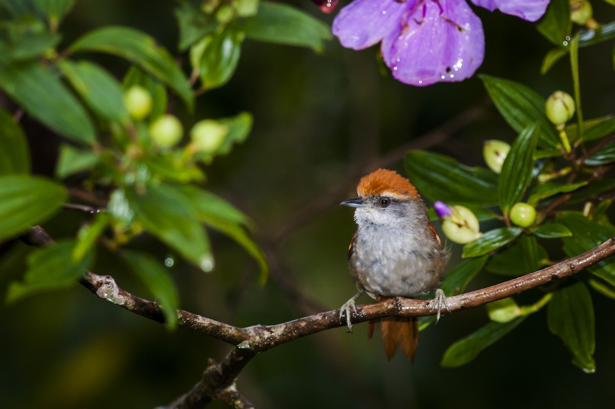 Rufous-capped Spinetail - ML87823701