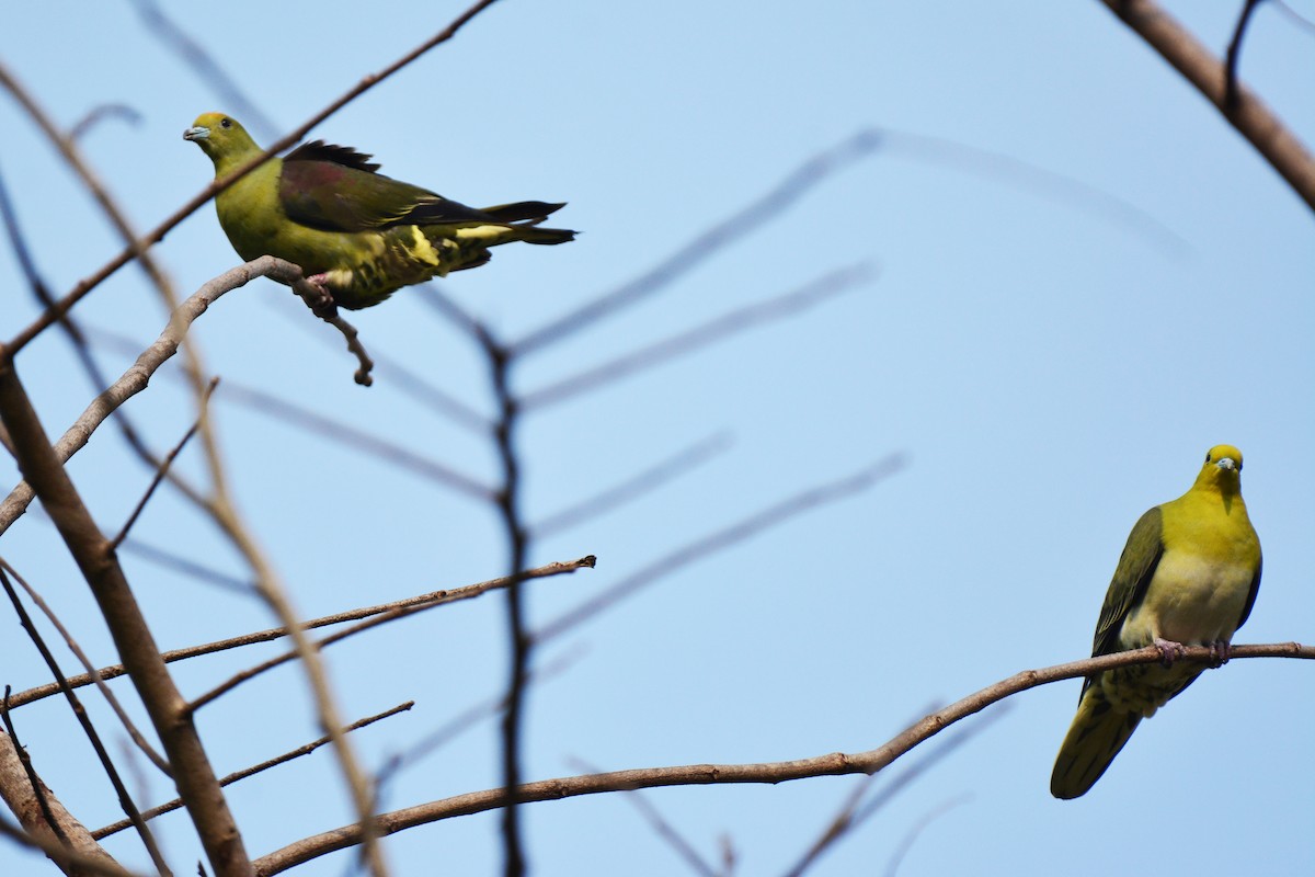 White-bellied Green-Pigeon - ML87823941