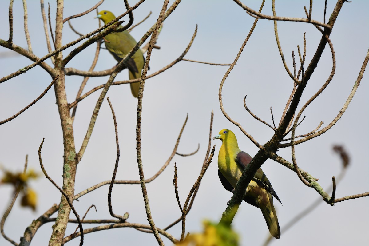 White-bellied Green-Pigeon - ML87823951