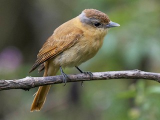  - Chestnut-crowned Becard