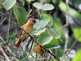 Chestnut-crowned Becard - eBird