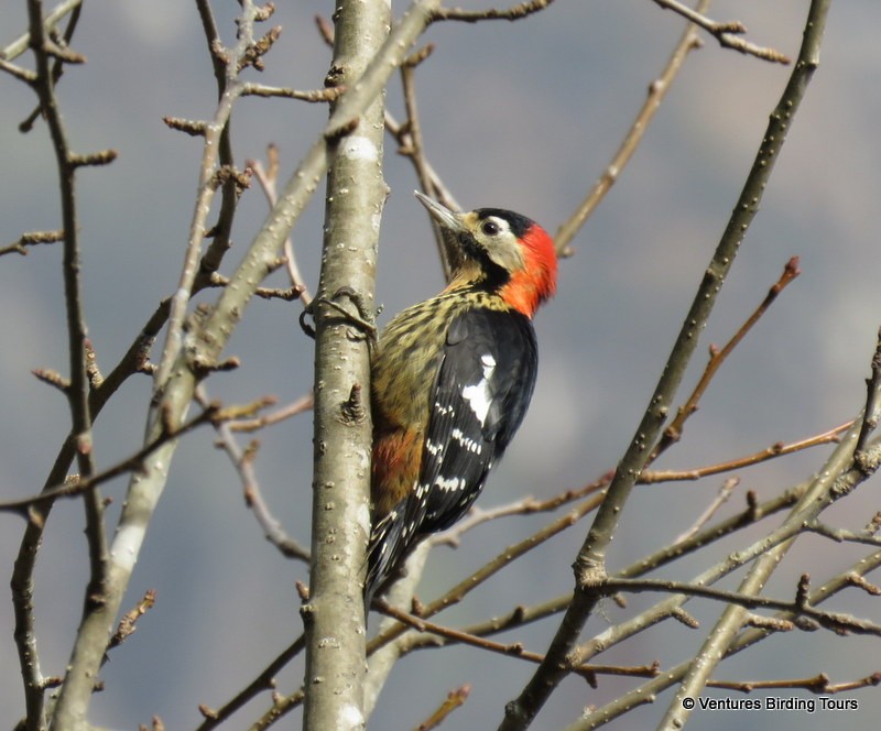 Crimson-naped Woodpecker - ML87824811