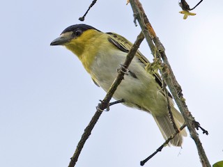 雄鳥 (Yellow-cheeked) - Sam Woods - ML87826231