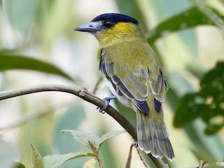 雄鳥 (Yellow-cheeked) - Silvia Faustino Linhares - ML87826241