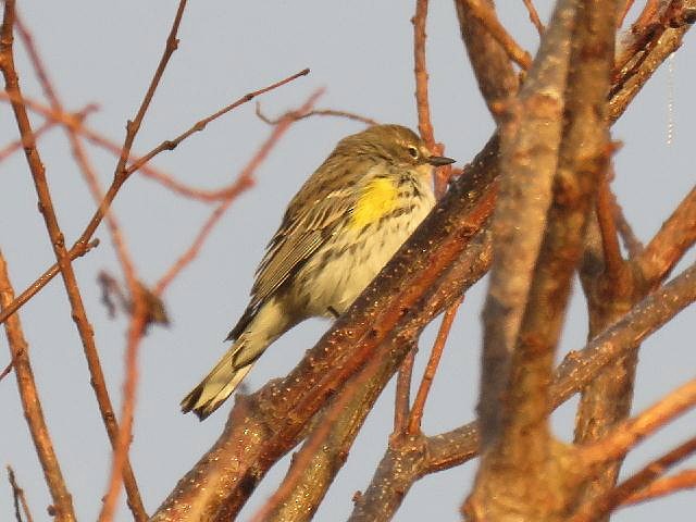 Yellow-rumped Warbler - Roy E. Peterson