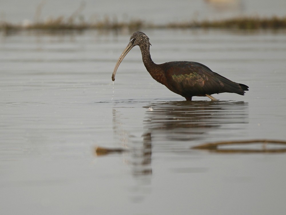 ibis hnědý - ML87827951